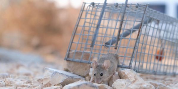Escape the Busy Trap and Take Back Control of Your Business-img